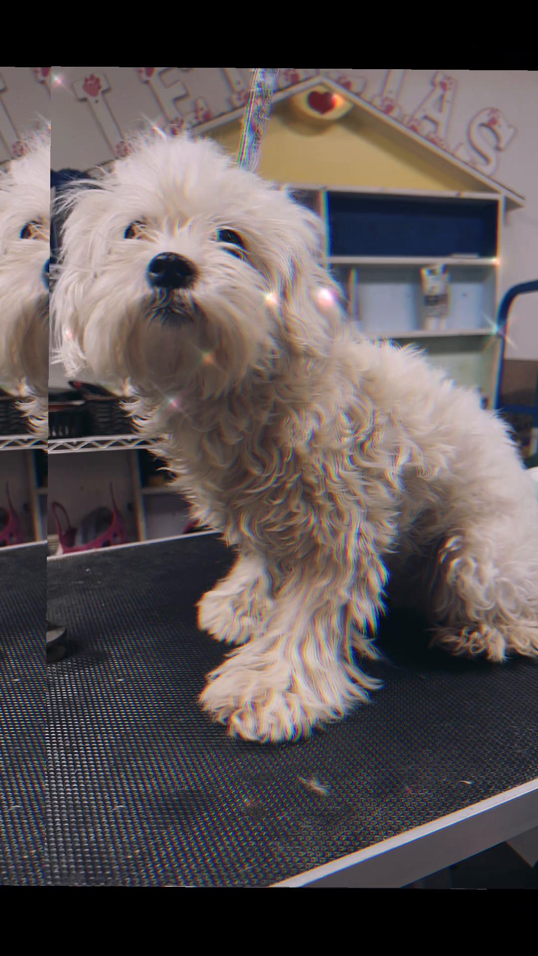 @Doggie Dog World