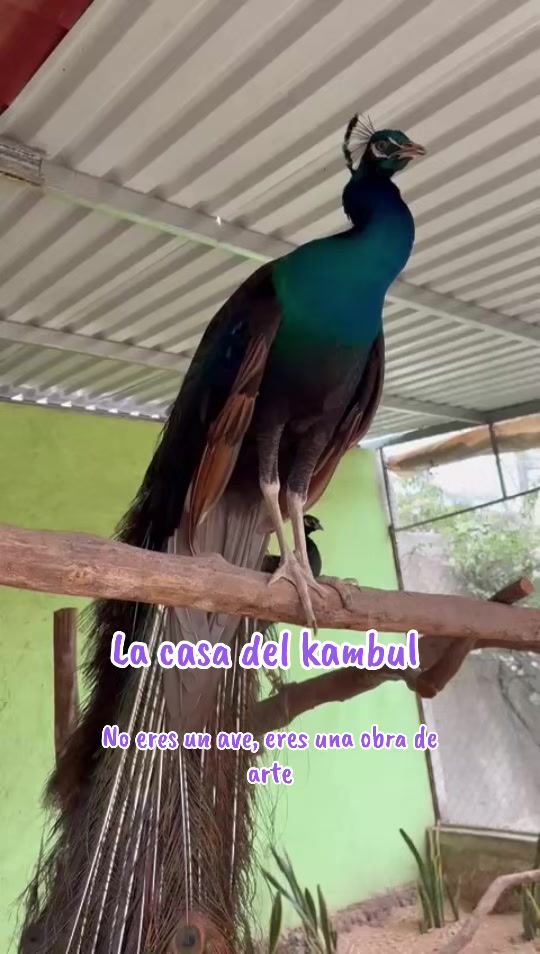 @La Casa Del Kambul