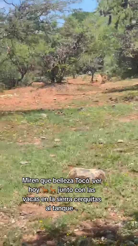 @Jaqueline Roca🤠🐄