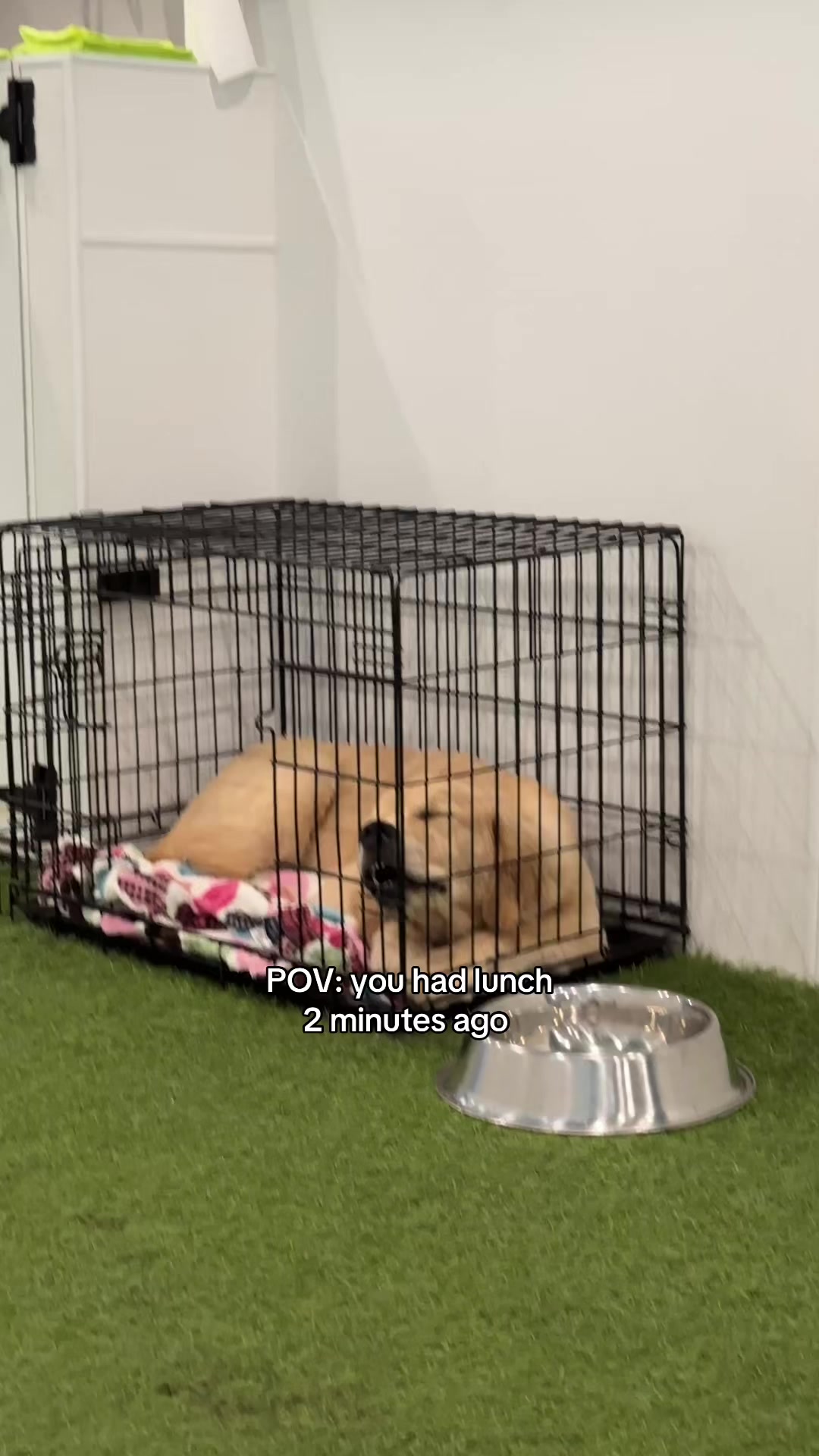 @Camp Canine Toronto