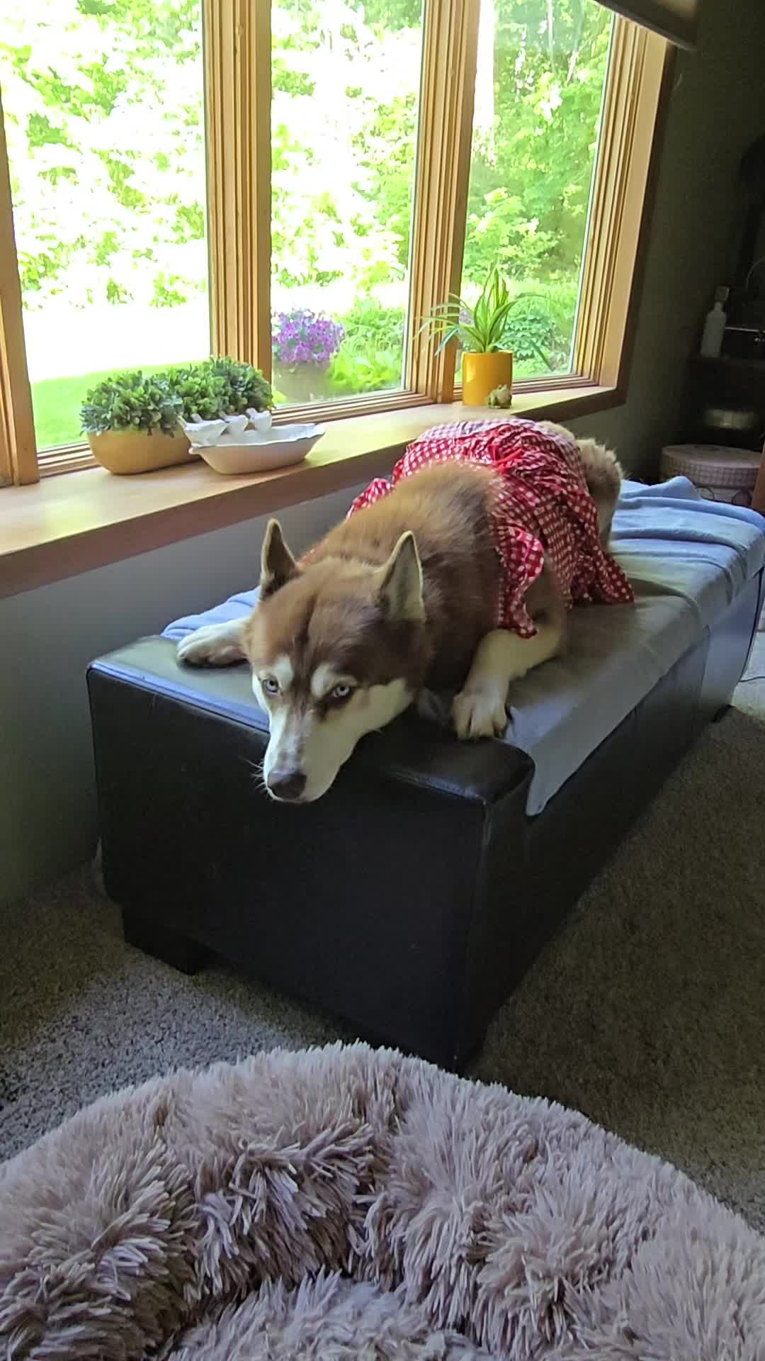 @Diane | Huskies-Jack & Jill