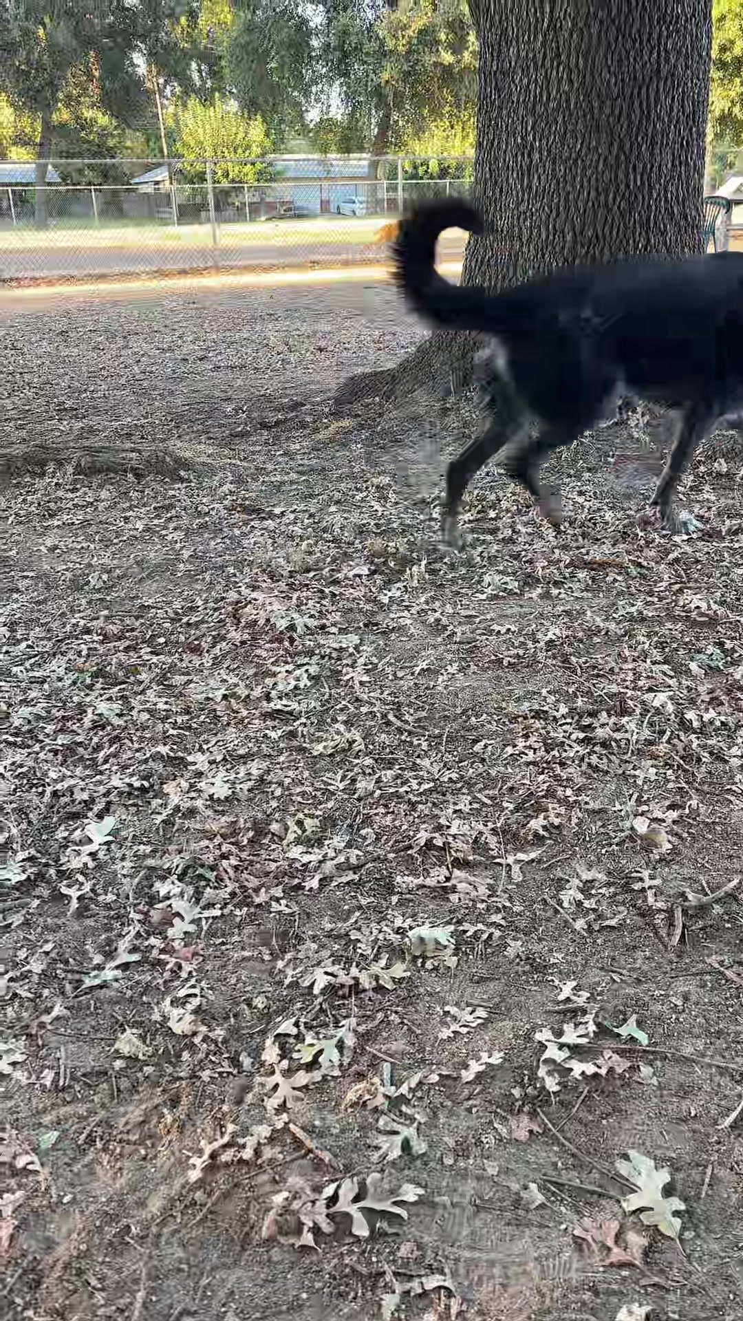 @preampetcare