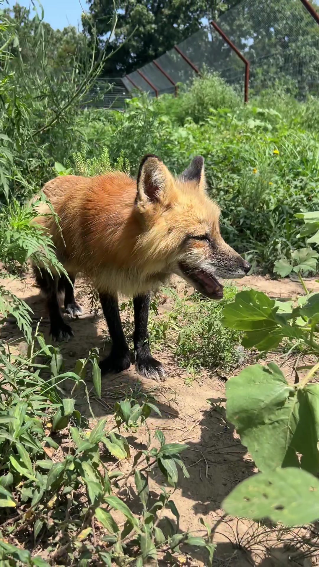 @Clevyr Creatures Fox Sanctuary