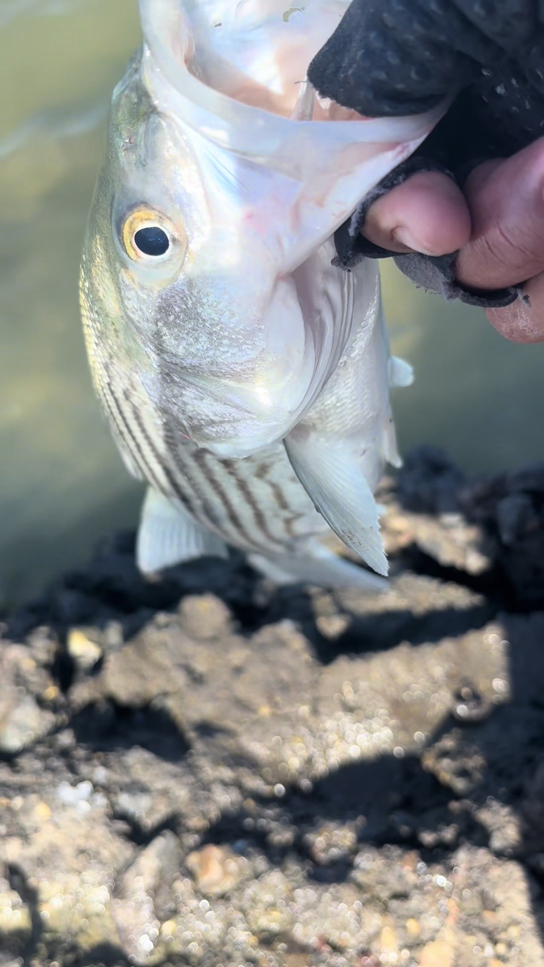 @Justfishnn510