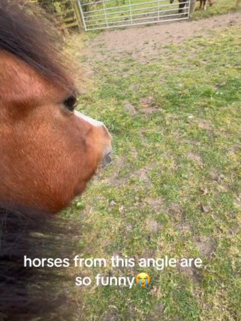 @Horses TikTok
