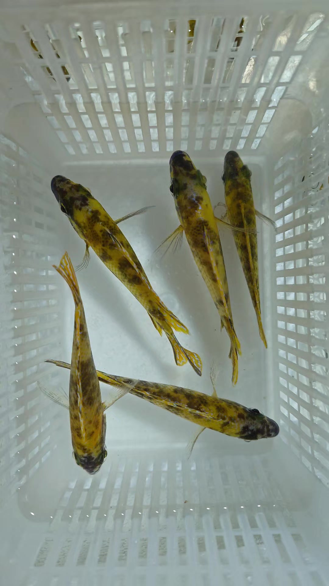 @Long life pet fish co. Ltd