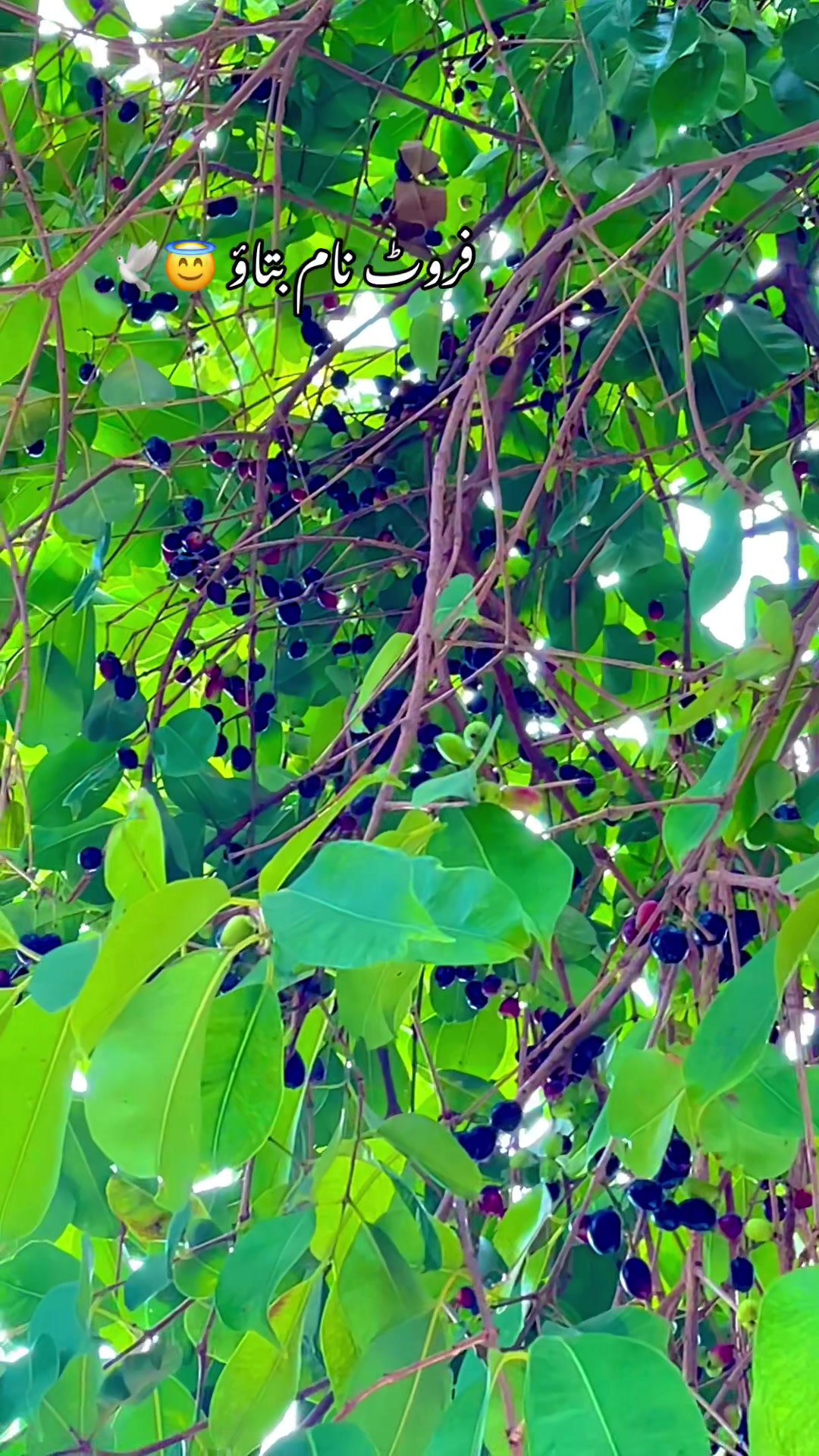 @🌱اویس میئو😎