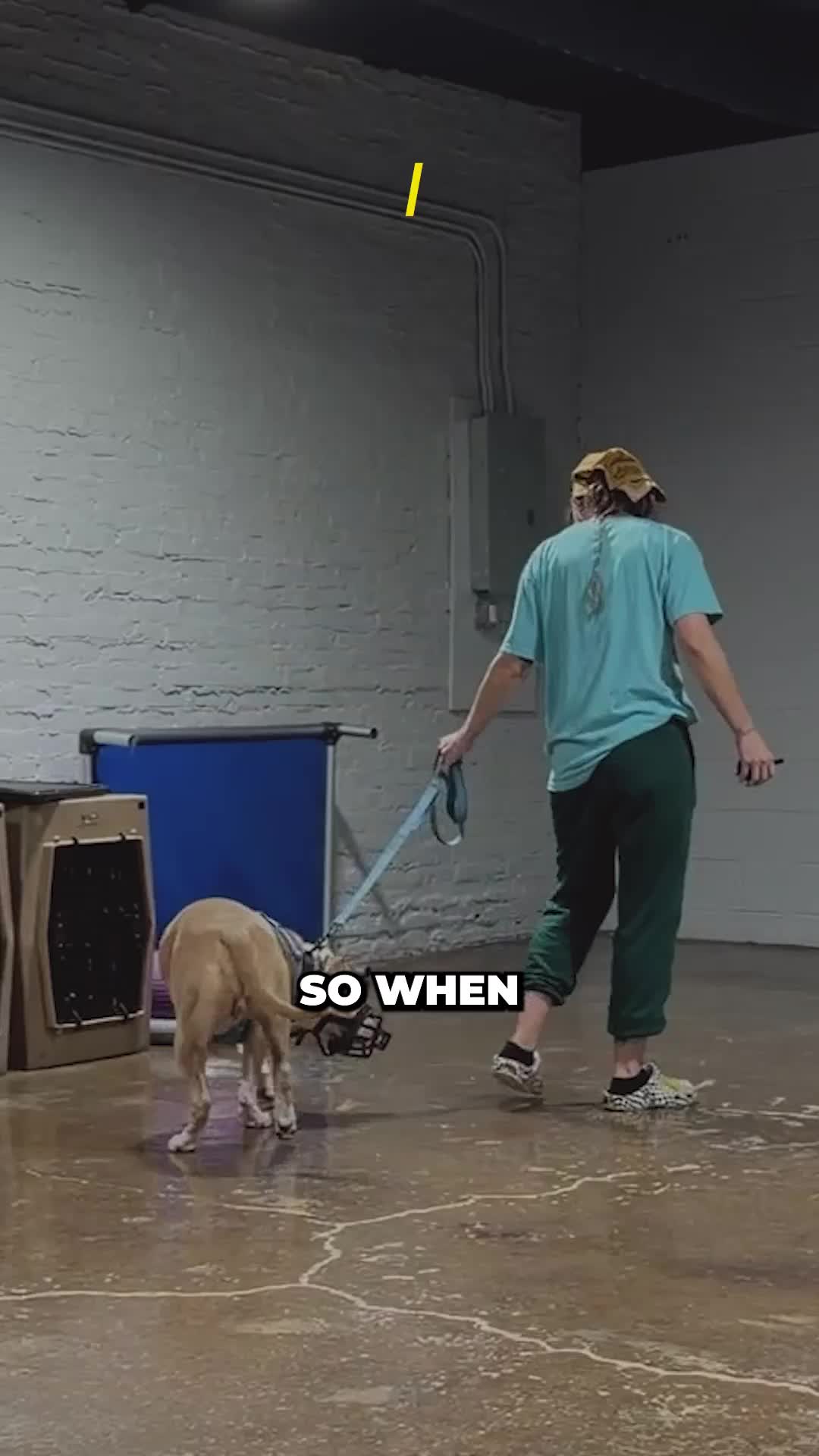 @Miracle K9 Training