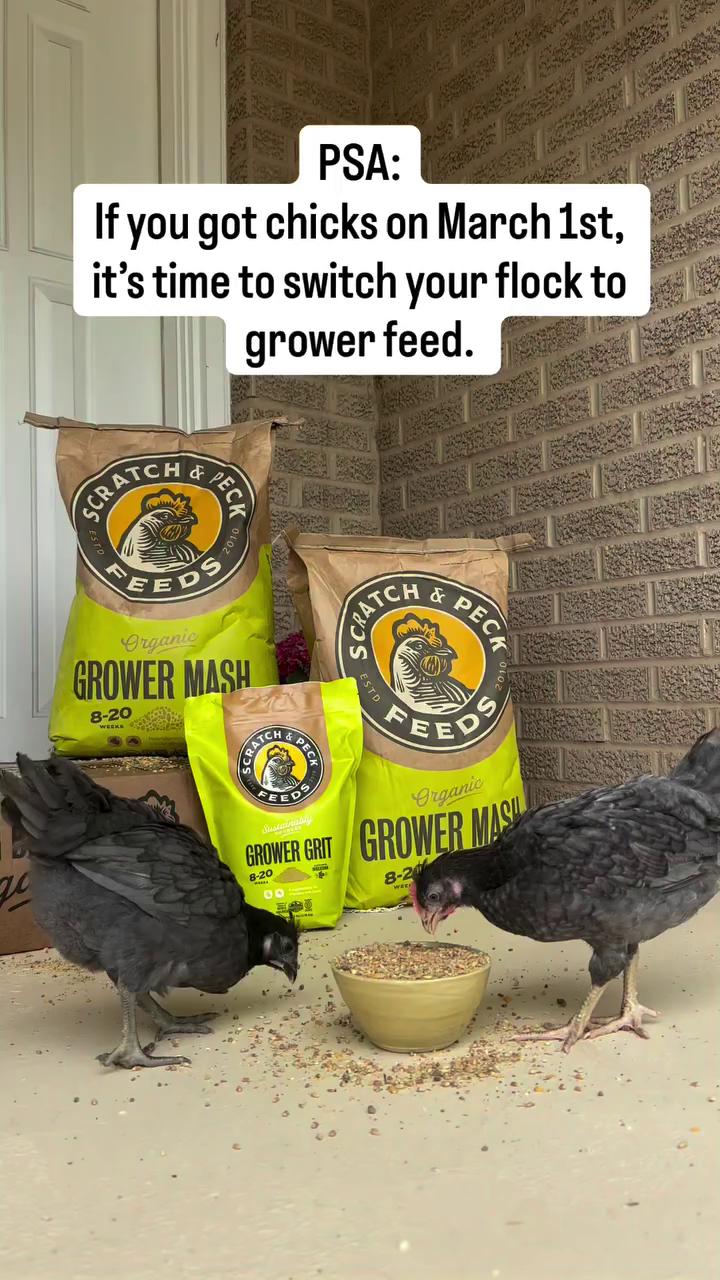 @Scratch and Peck Feeds