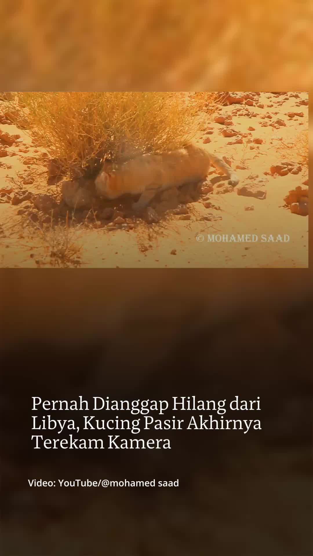 @mongabayindonesia