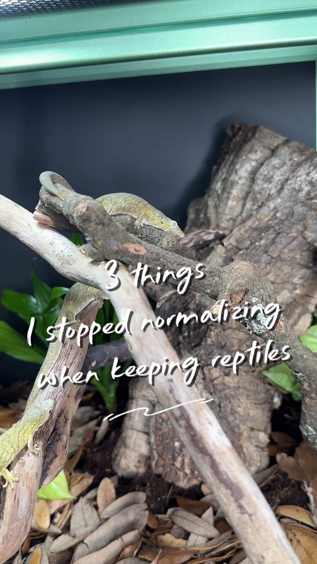 @ZA Reptiles