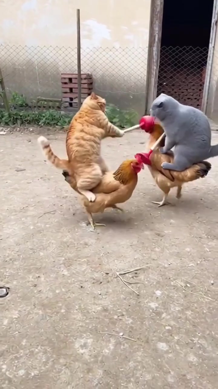 @gonzo_cats