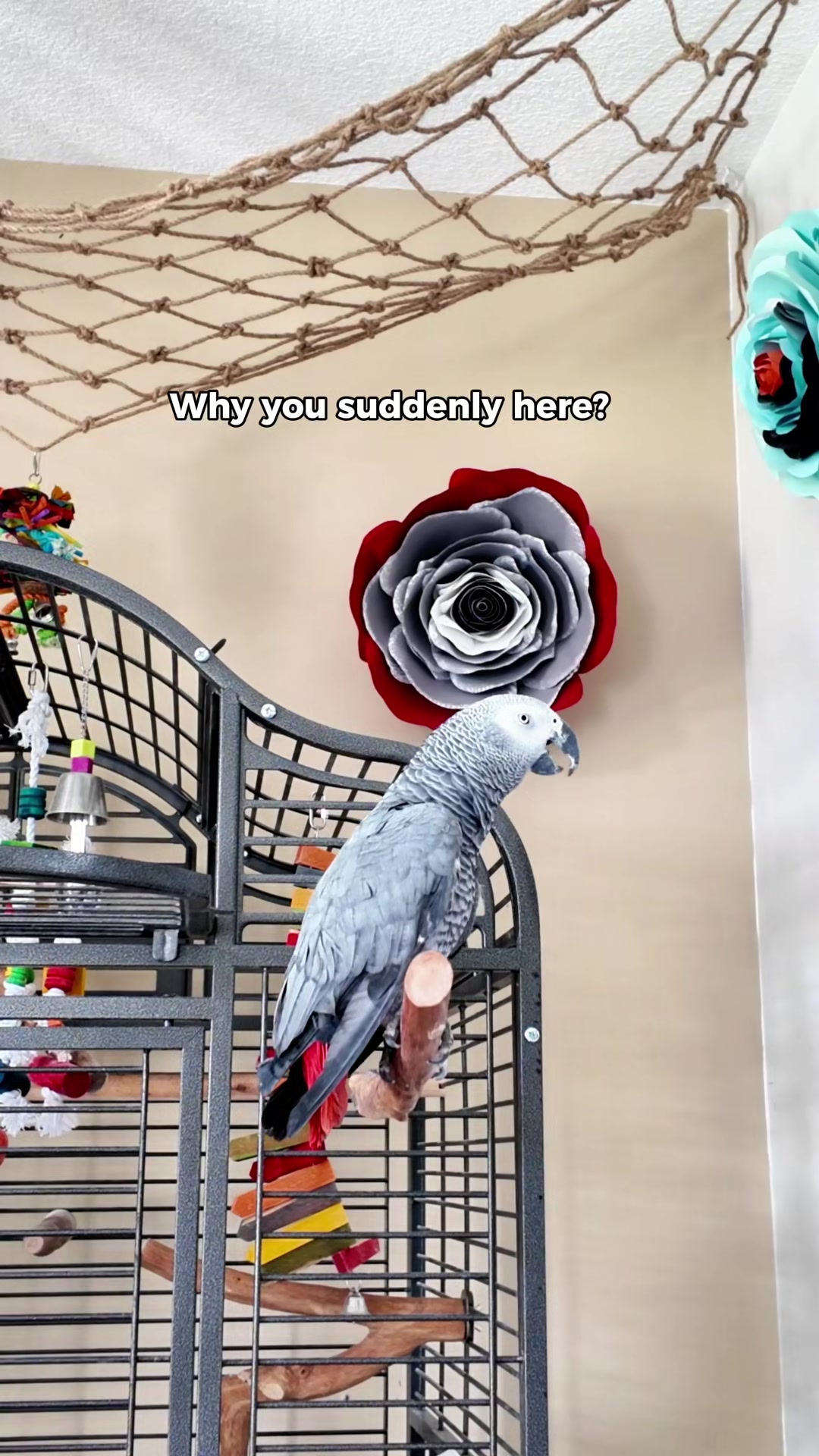 @Gizmo The Grey Bird