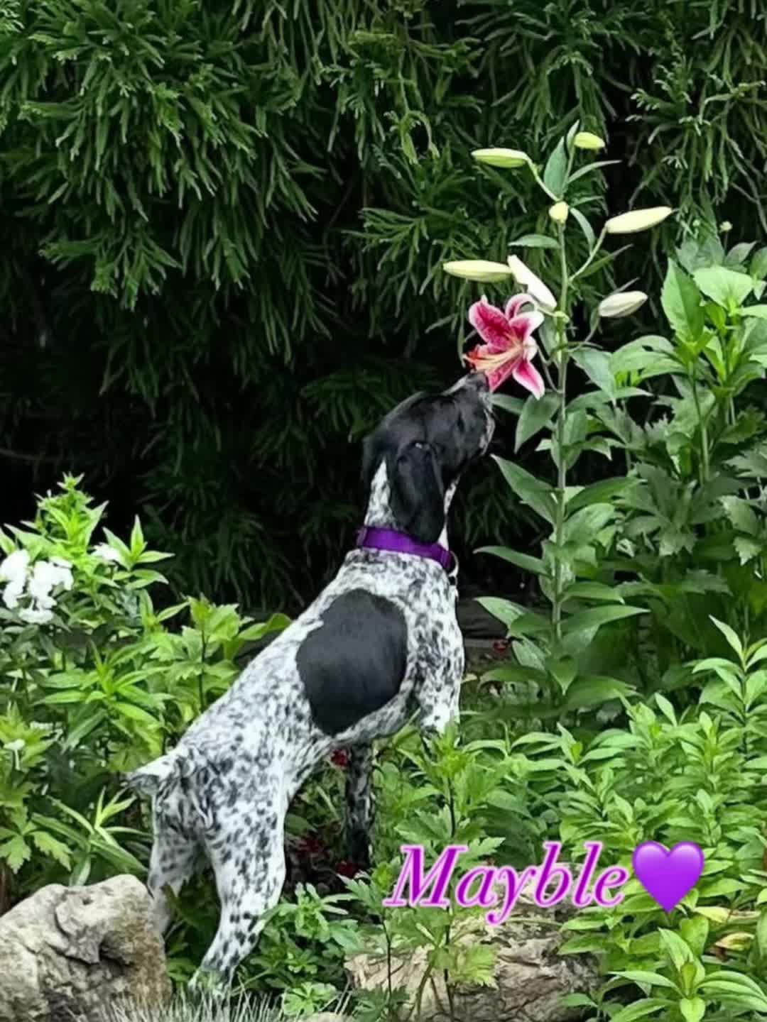 @hellovbirdie