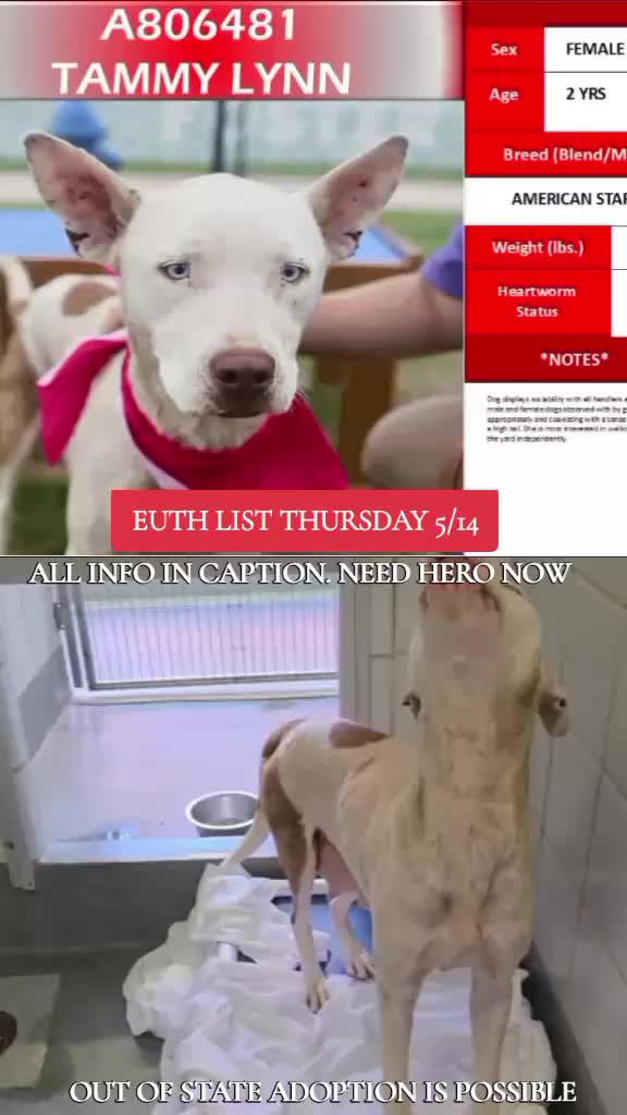 @@rescuedogs911