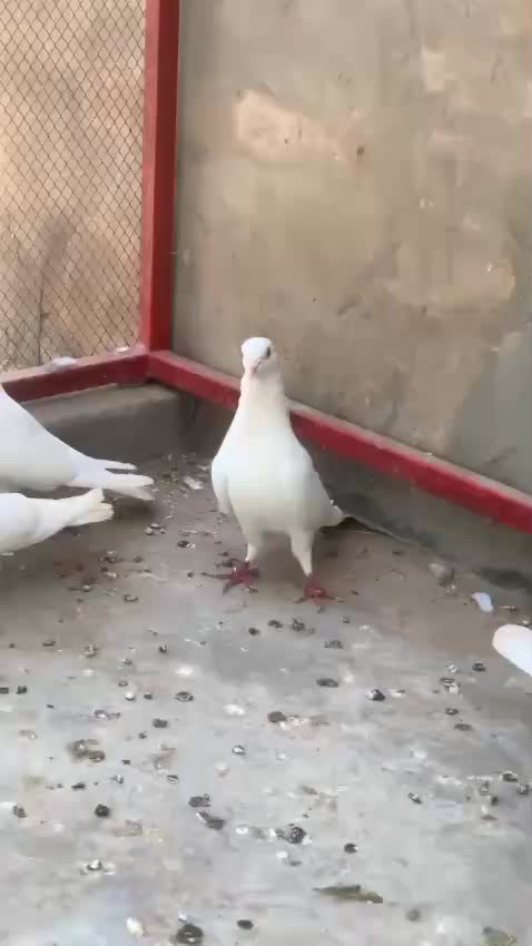 @Jutt saab