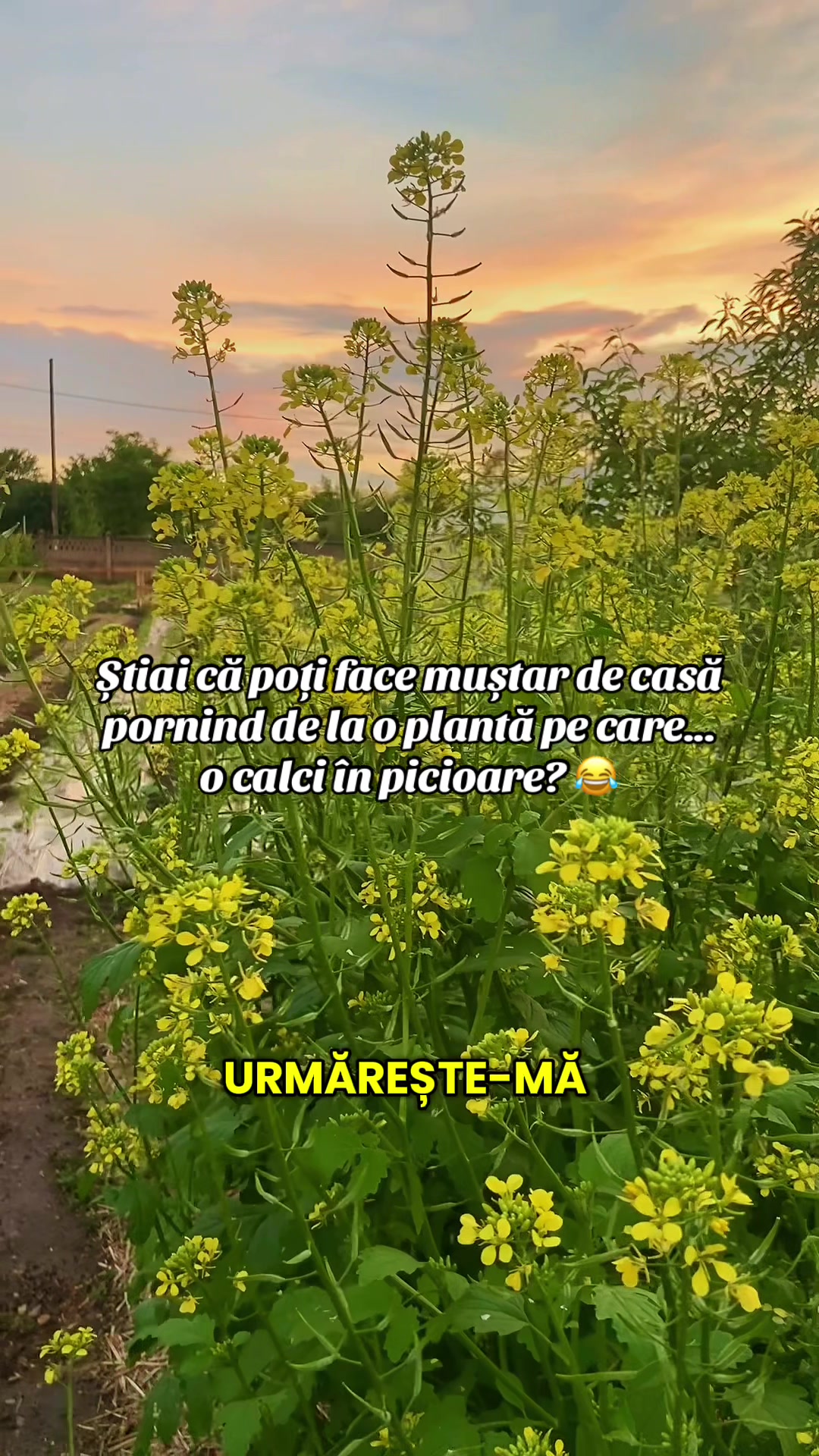@anishamarrya