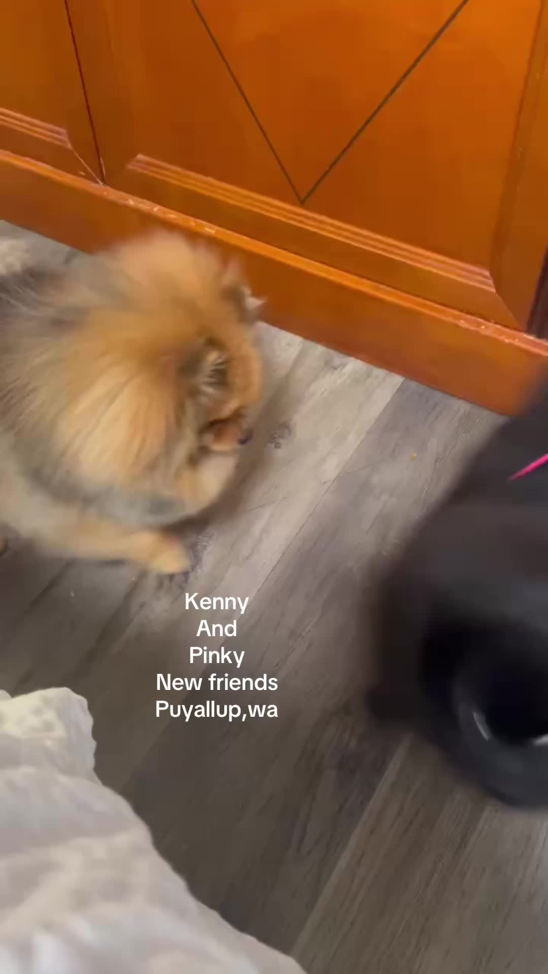 @Life of MESHKA the Pomeranian