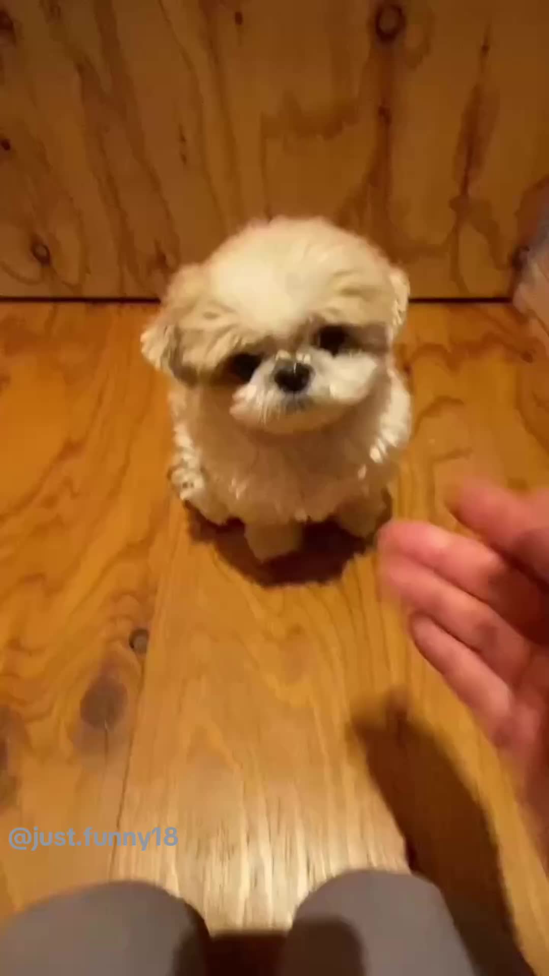 @Funny Animals😽🐶❤️