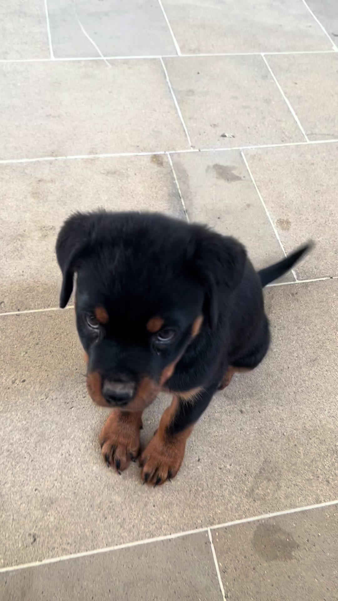 @RottweilerBaku