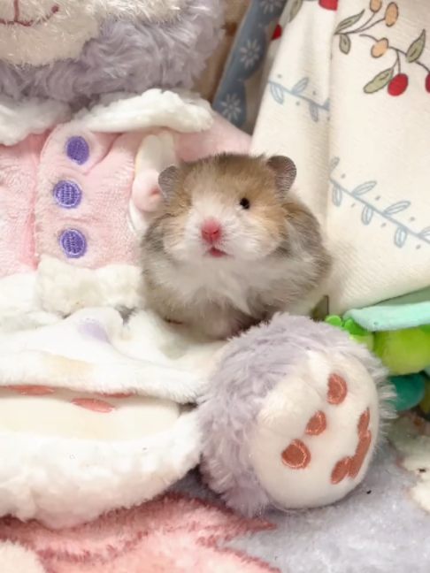 @Pipoo Pet Shop