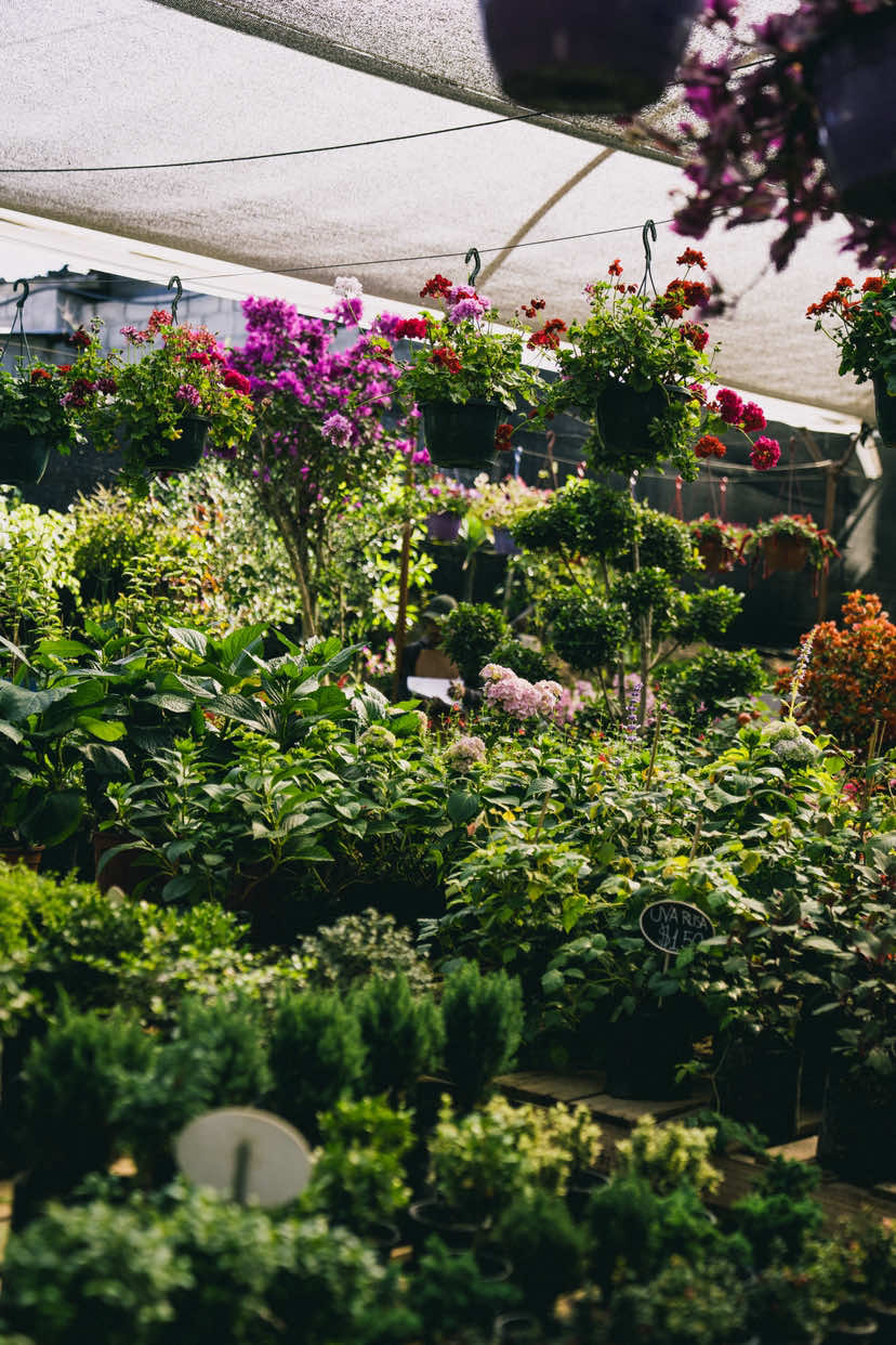 @Macetare Garden Shop Ecuador