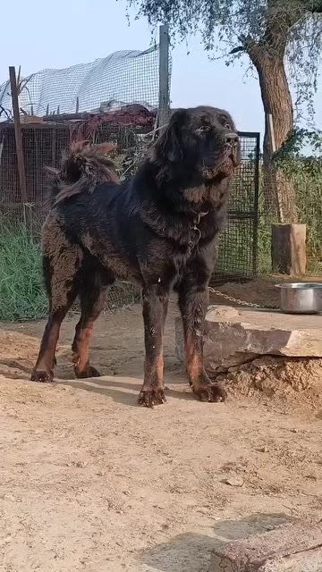 @Kashmiri_Bakrwal_Dog
