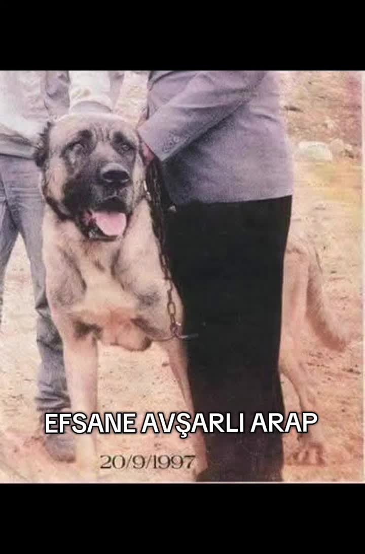 @🏆 TRKANGAL23 🏆