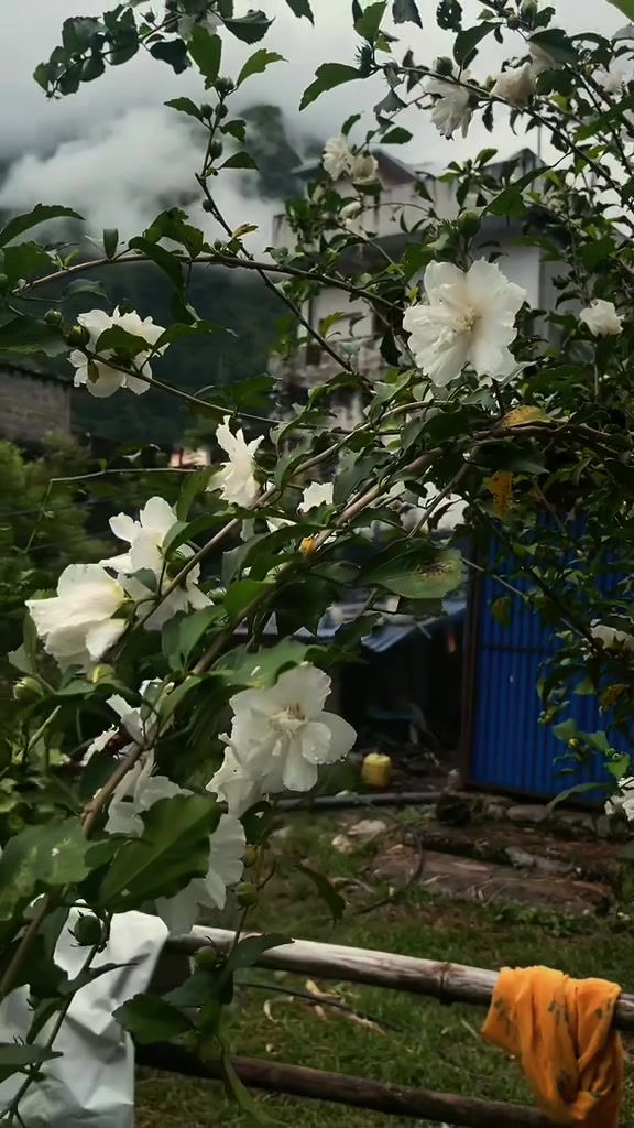 @थिँयाल 🌿