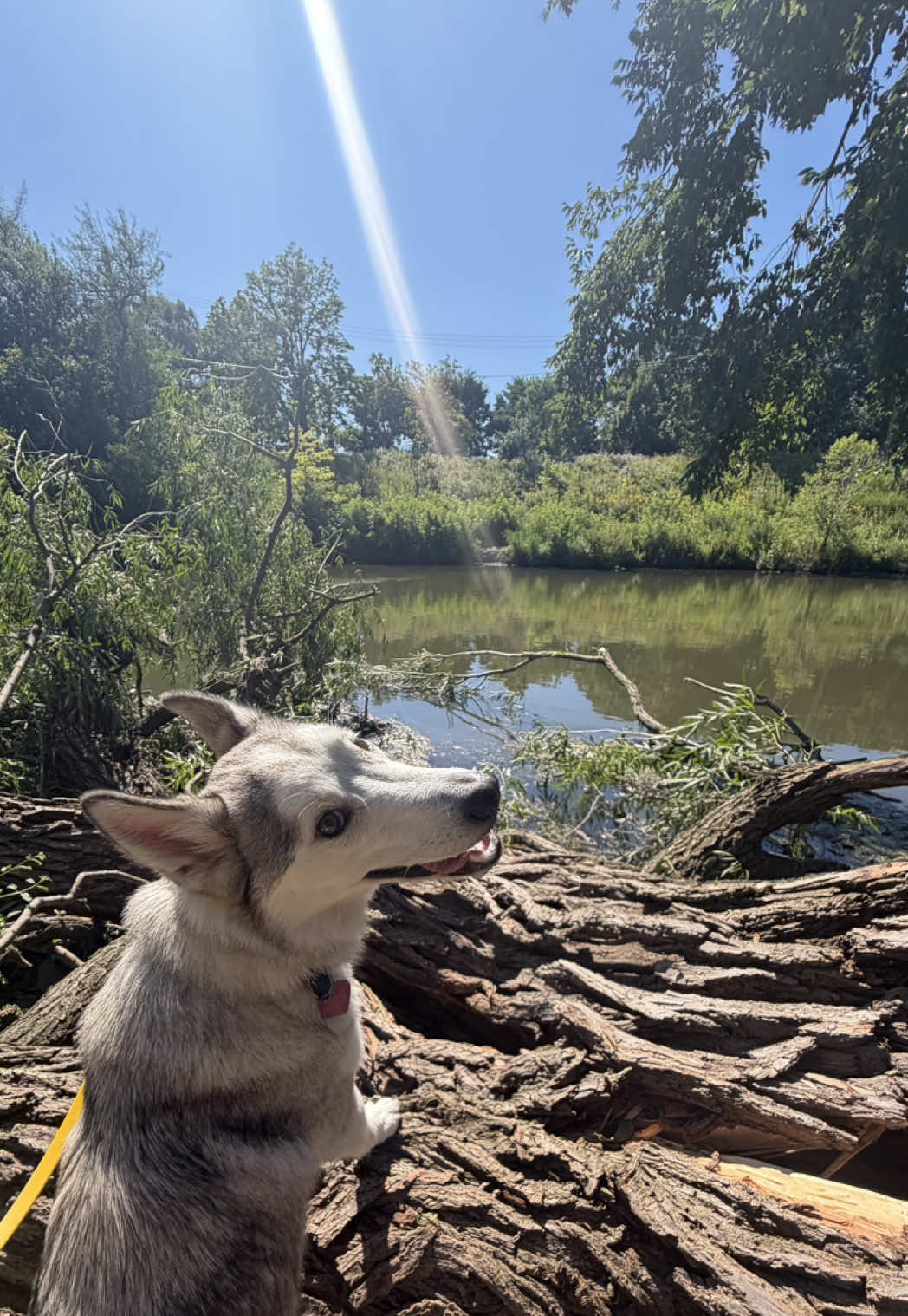 @dogstrainjen