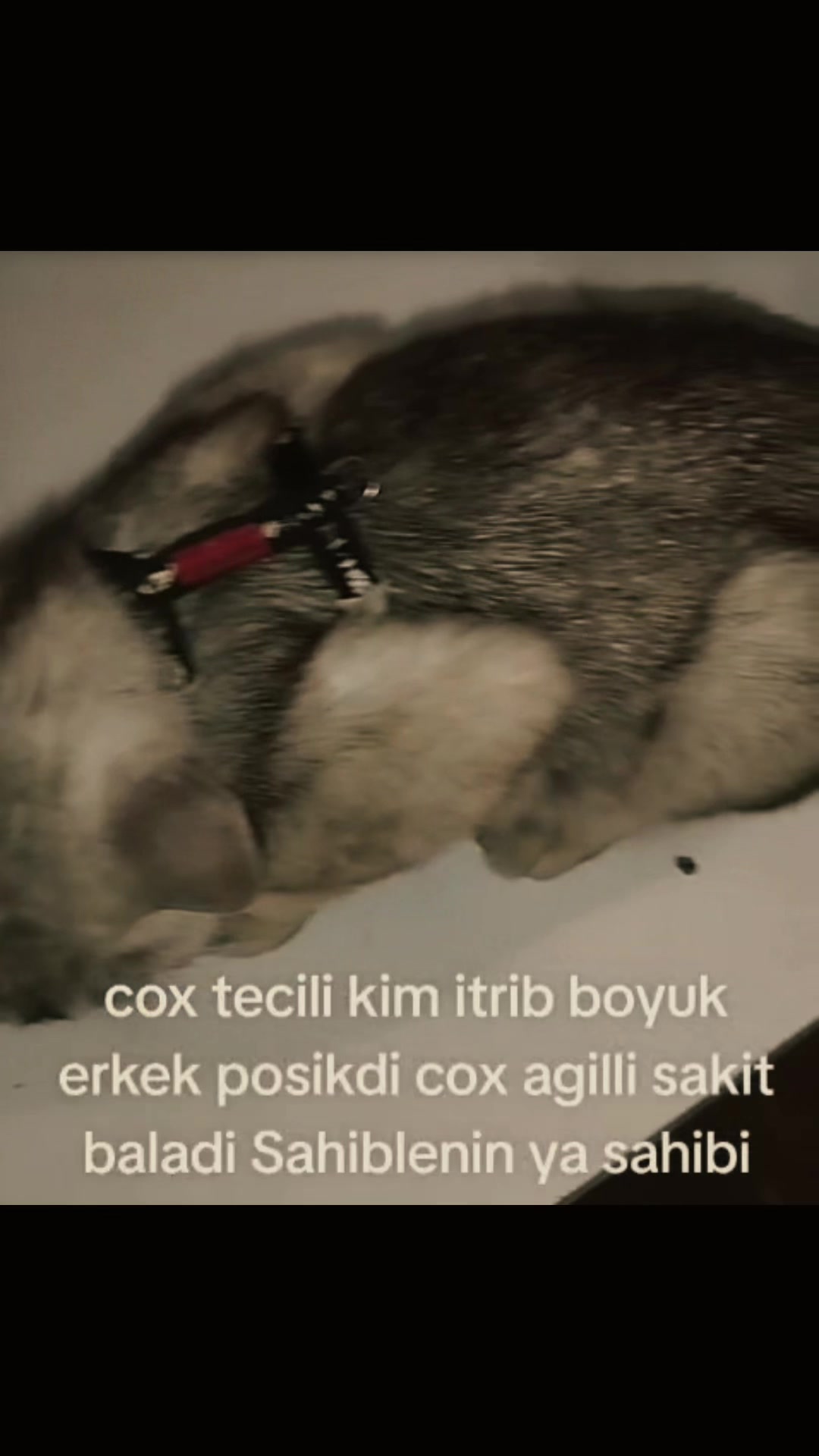 @animals_777