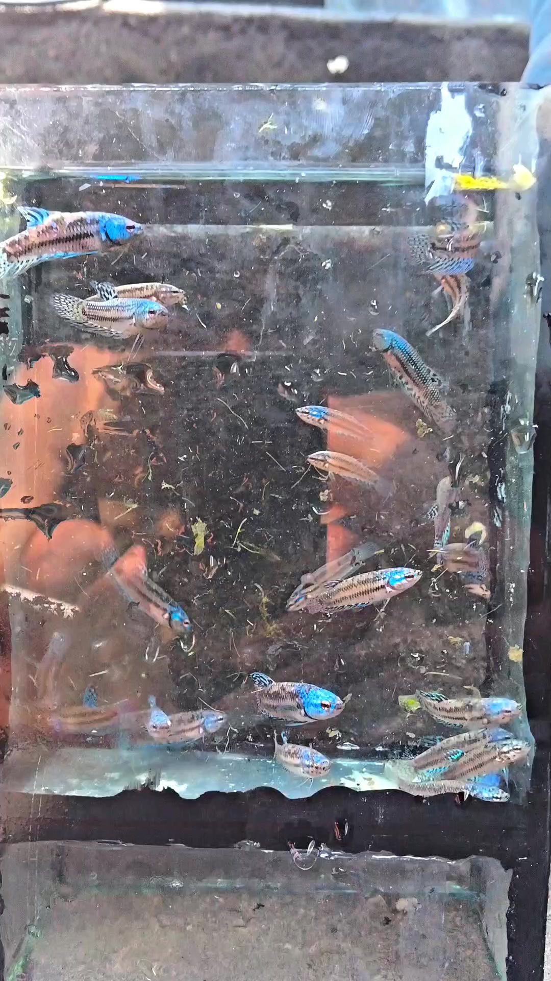 @JRISON.Betta