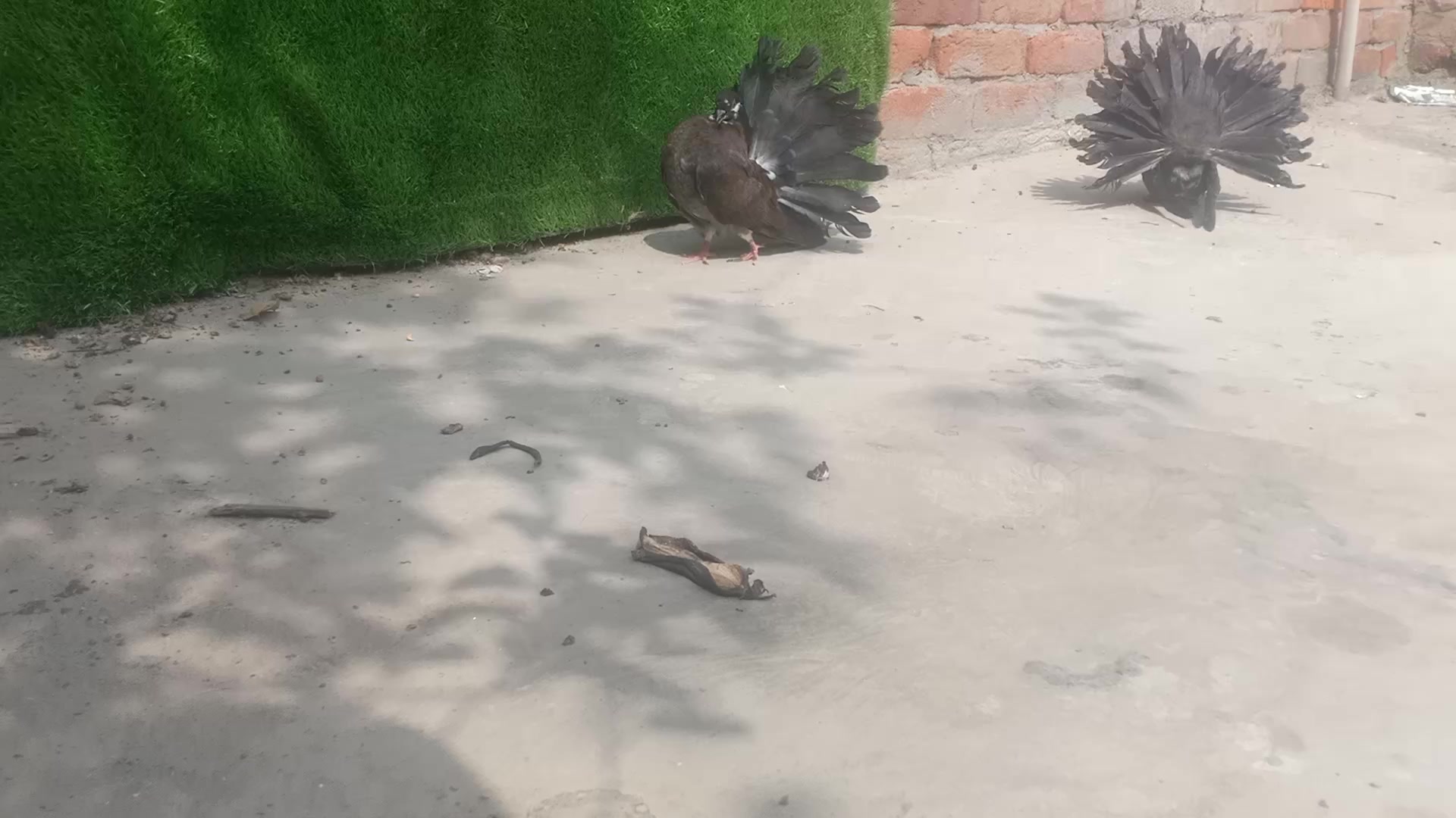 @royal birds