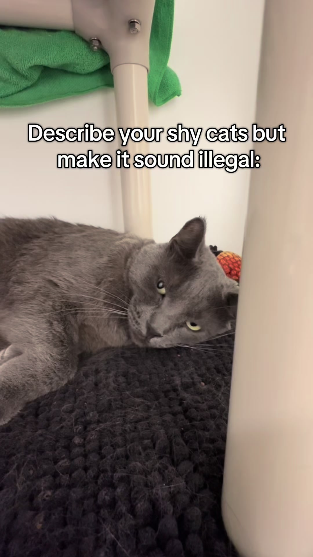 @Calgary Humane Society
