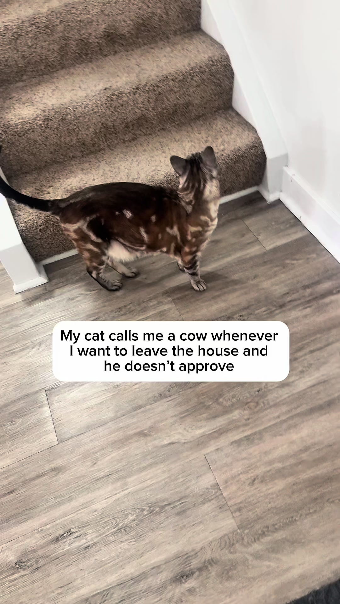 @Three Nawty Cats