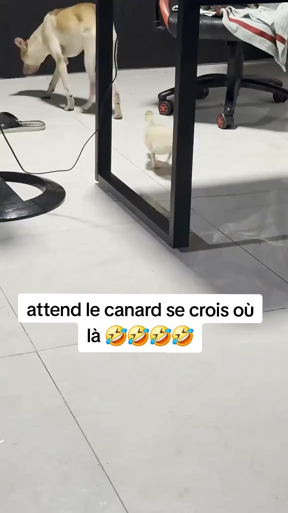 @Marc Guilavogui