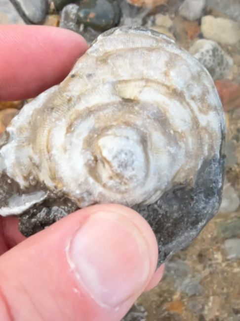 @Michigan Rocks