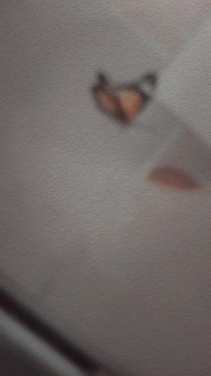 @shehlausman06