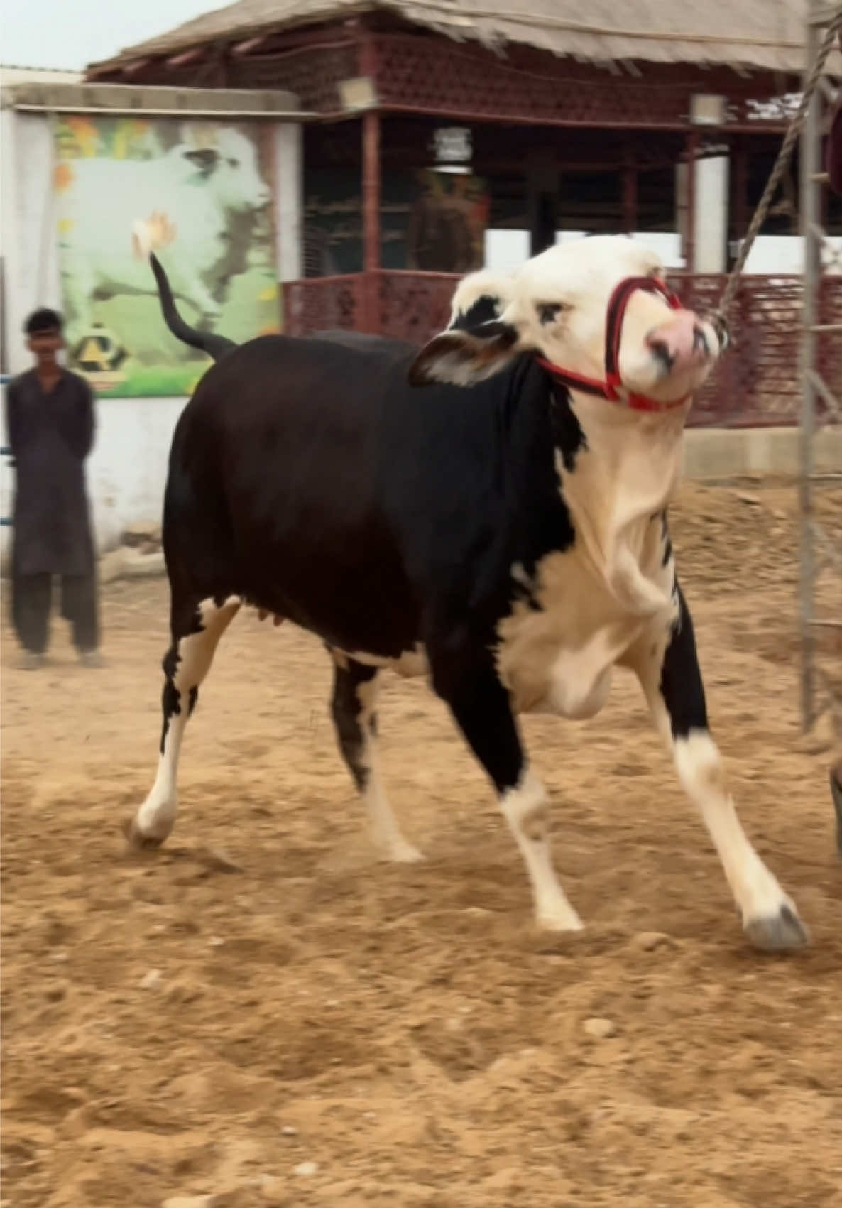 @Karachi Bull lovers