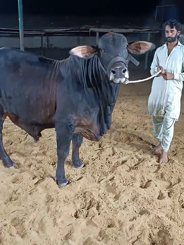 @Karachi Bull lovers