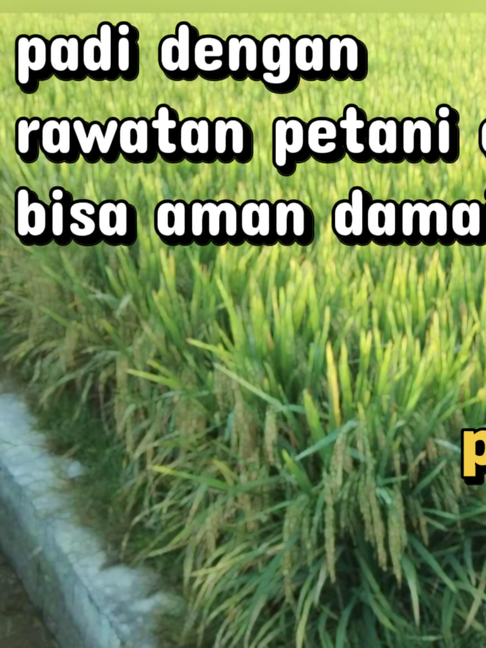 @SAFWADI BENIH UNGGUL