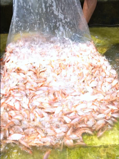 @Trại C&aacute; Giống Quang L&acirc;m