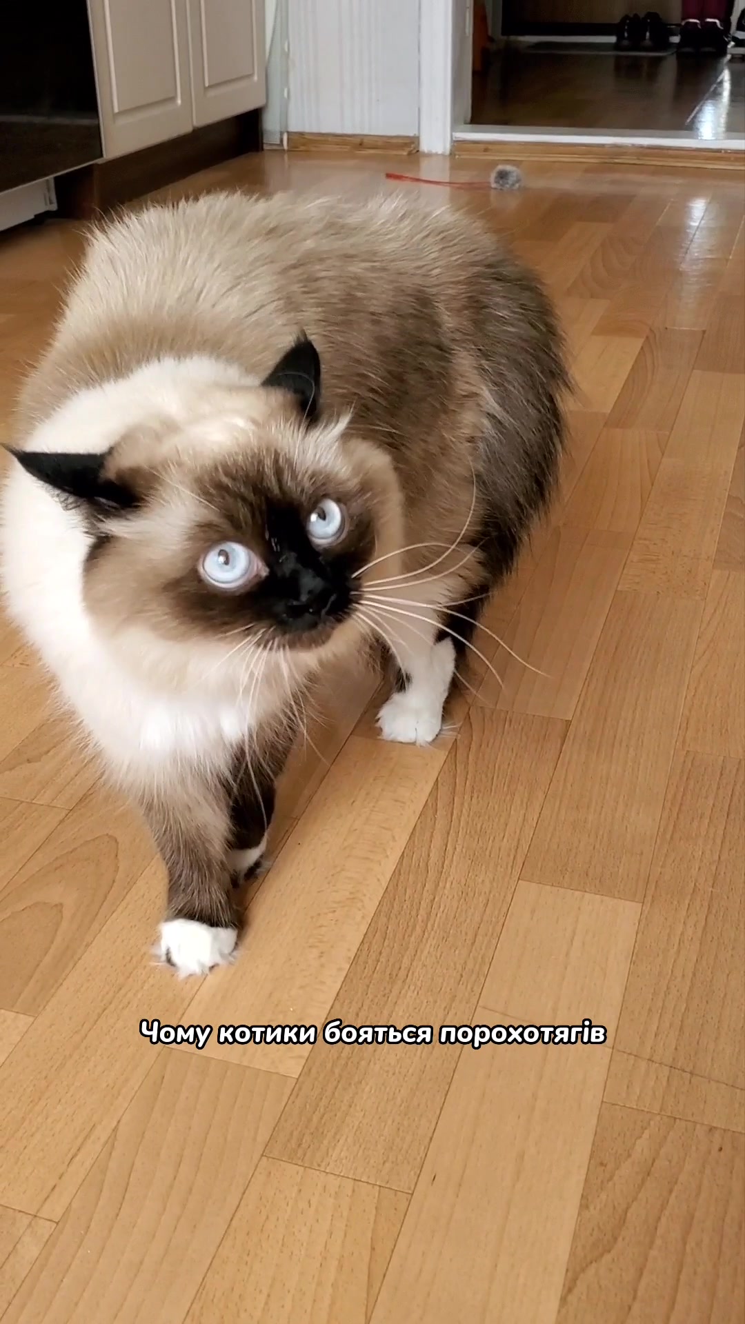 @Місс КІСЯ