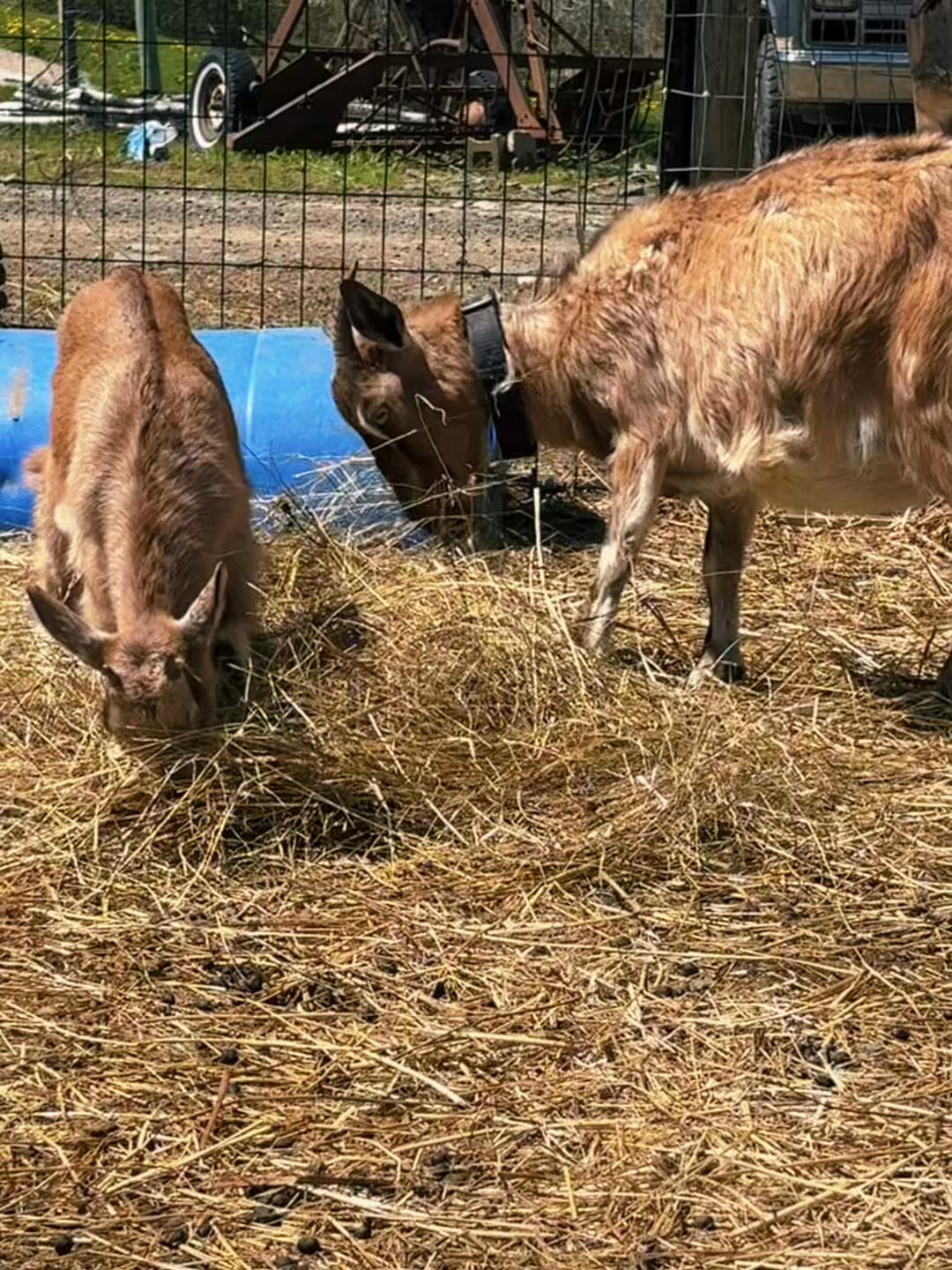 @Angus Family Acres