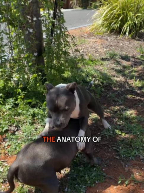 @Happy Staffy Co