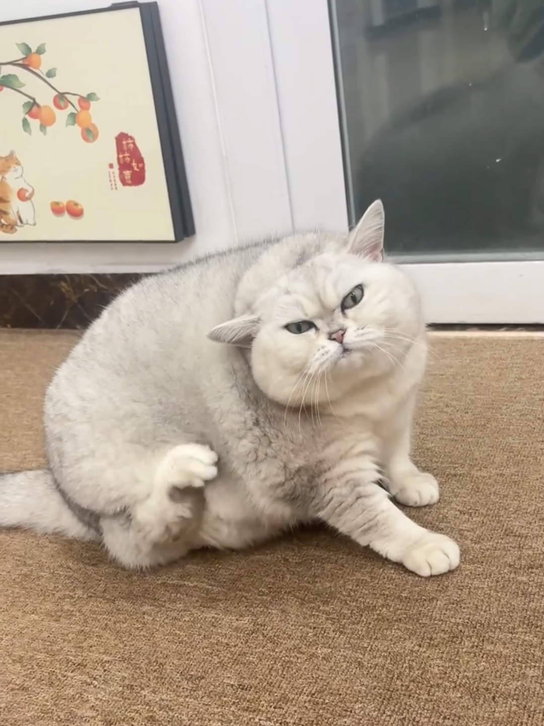 @Chonky World Of Cats
