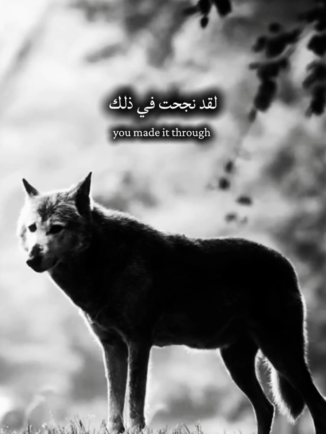 @mindset🇸🇩🇸🇦