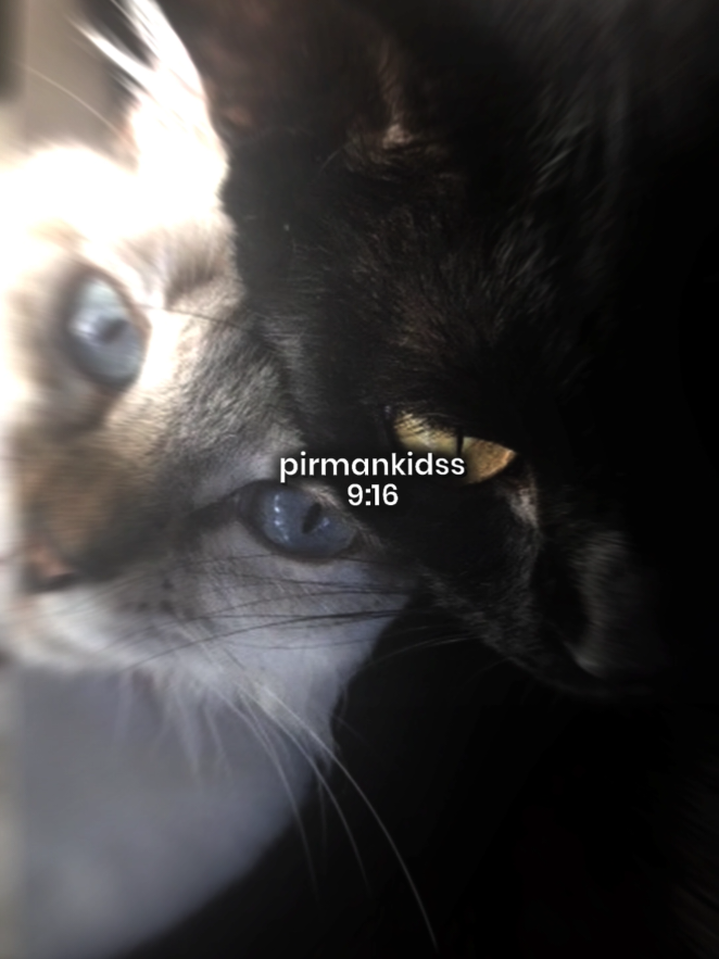 @pirmankidss