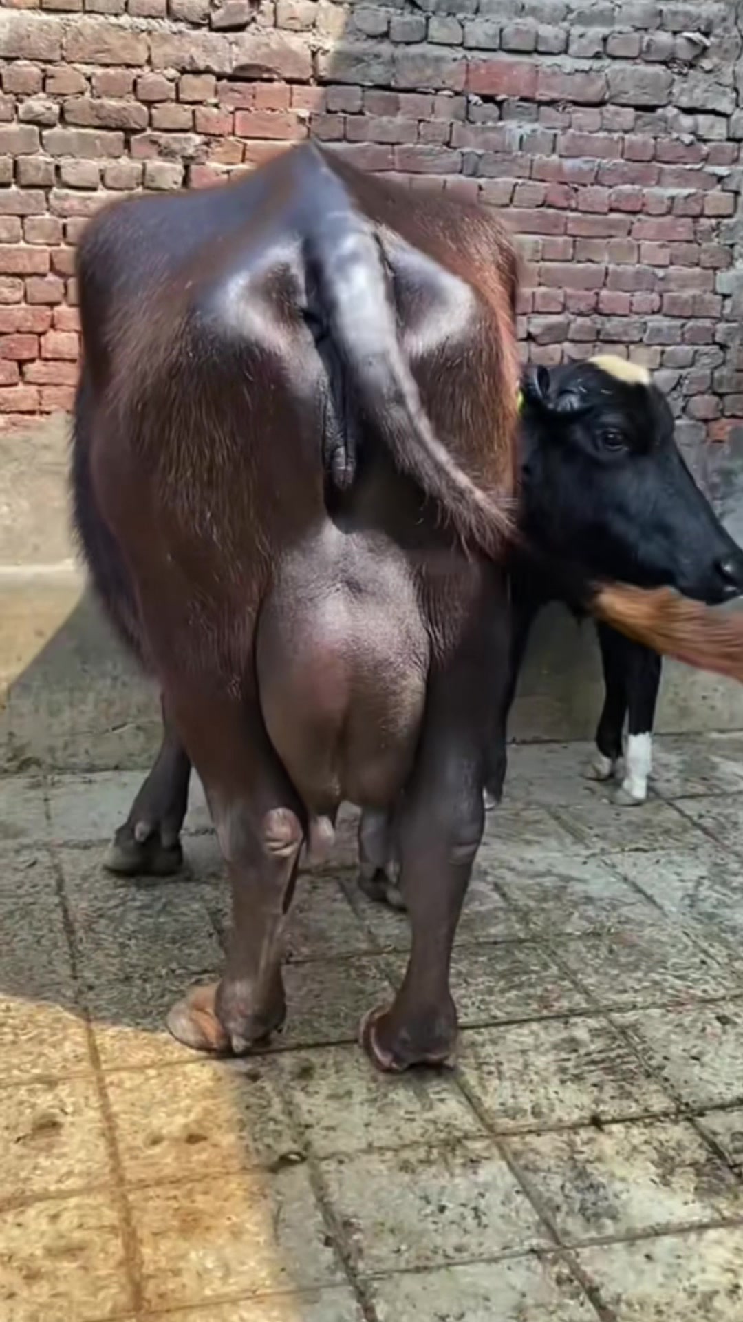 @Abid Dairy Farm