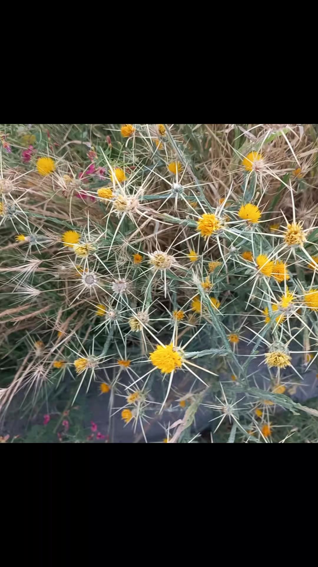 @CARPE_DİEM_HALLER